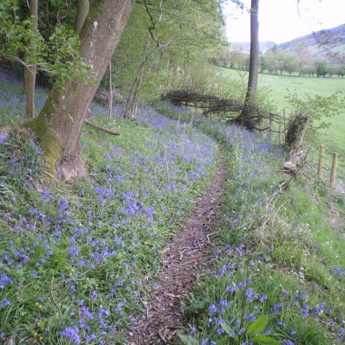 See the Blue Bells in the Spring near Bryncalled Barns