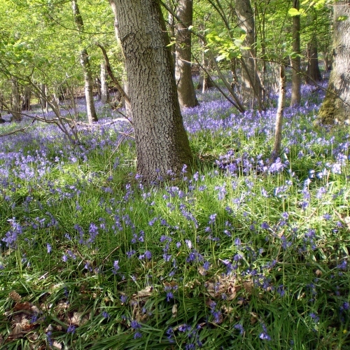 See the Blue Bells in the Spring near Bryncalled Barns